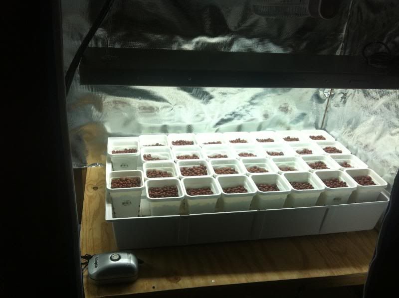 grow134.jpg