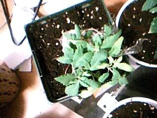 Picture38.jpg