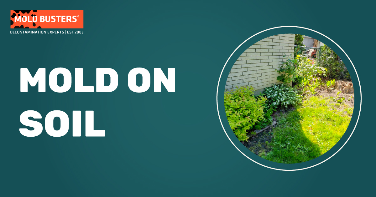 www.bustmold.com