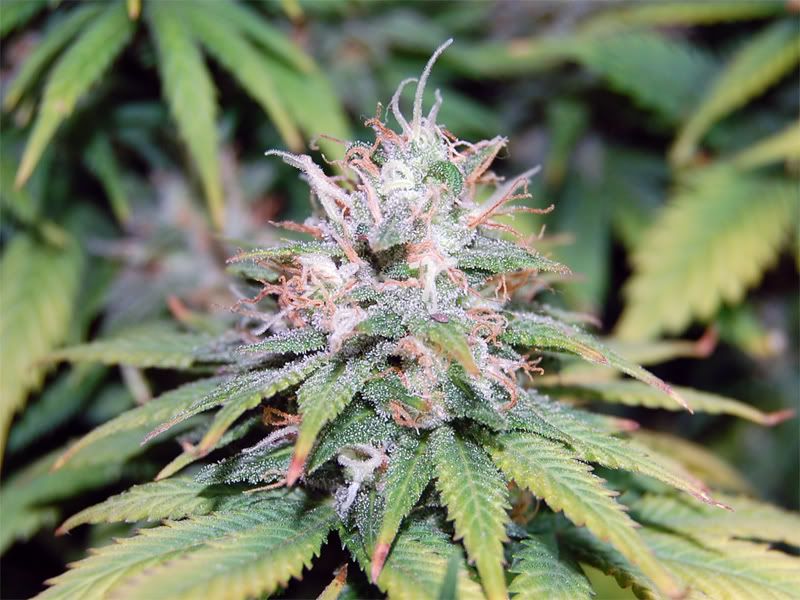 alpha_bud.jpg