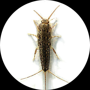 silverfish.jpg