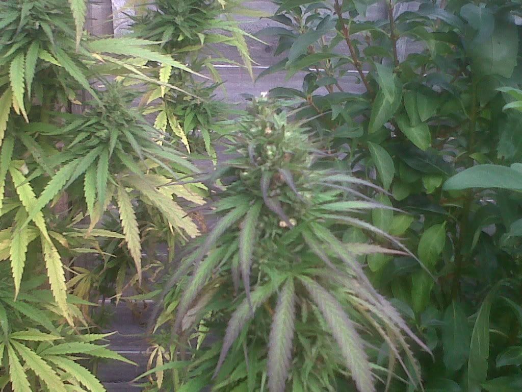 IMG00649-20110924-1231.jpg