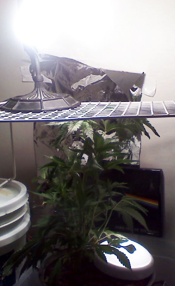 grow5_2.jpg