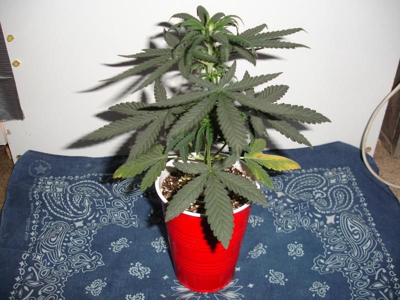 partcups010.jpg