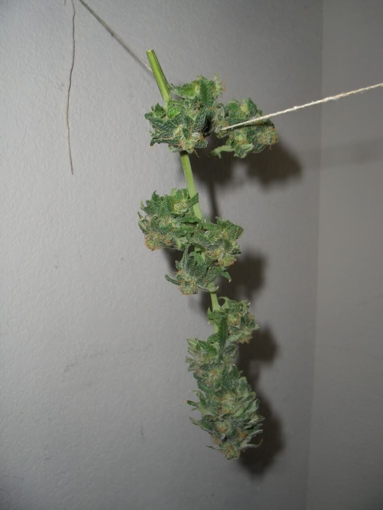 HPIM5365.jpg