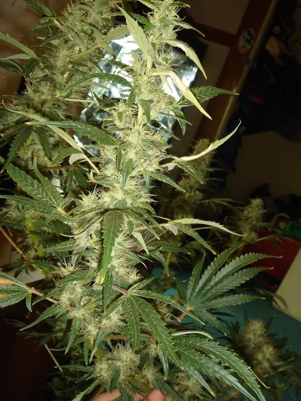 Pistils003.jpg