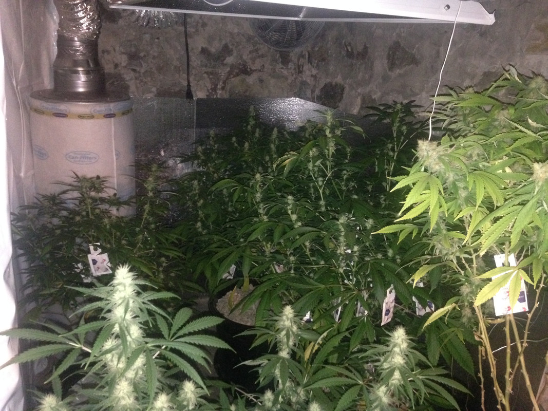 Far_Corner_Flower_4_26.jpg