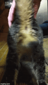 200w.gif