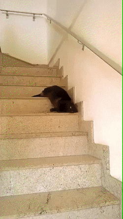 gifs_06.gif