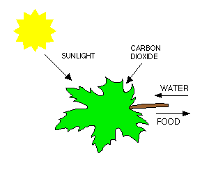 photosynthesis2.gif
