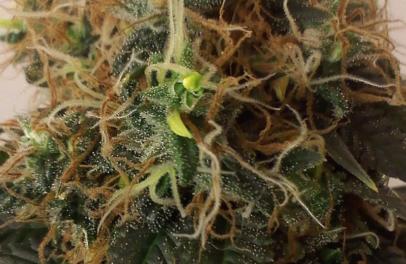 bud-zoom.jpg
