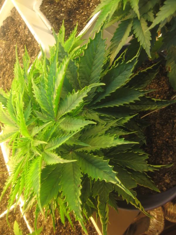 plants057.jpg