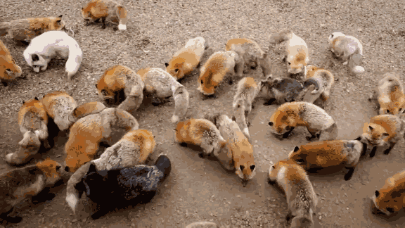 zao-fox-village-japan-37.gif
