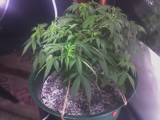05-20-07_1838.jpg