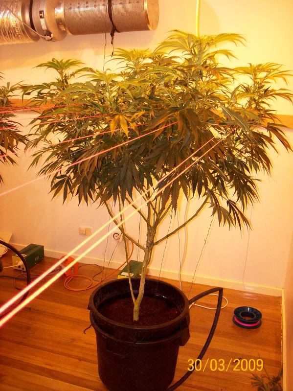 Plants130.jpg