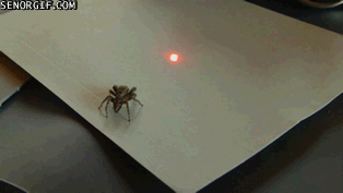 spiders_gifs_10.gif