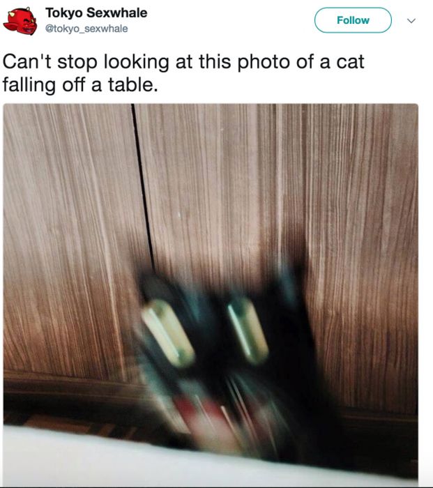 internet_cat_14.jpg