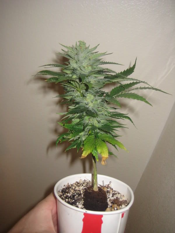 Copy2ofplants370.jpg