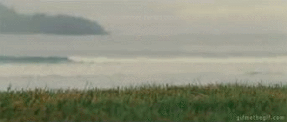 cpylIt1.gif