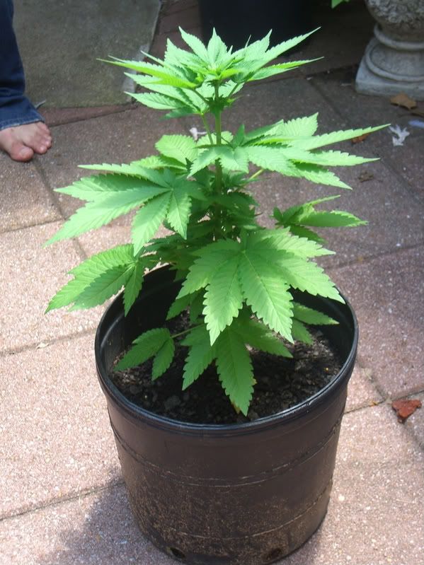 marijuana013-1.jpg