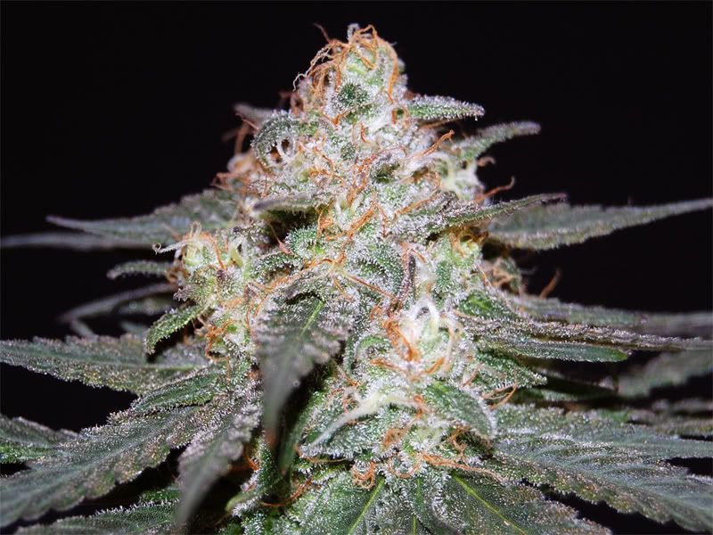 bubba_cola_close-1.jpg