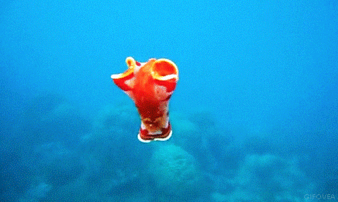 tIeg2Lk.gif