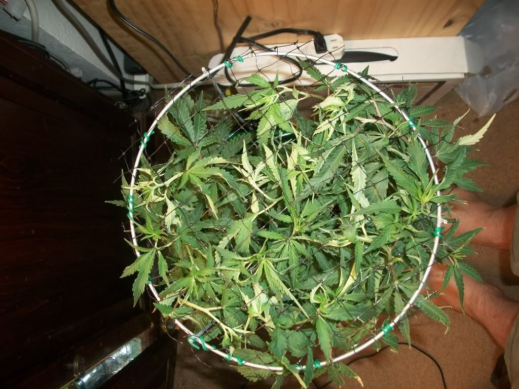 9-4-11008.jpg