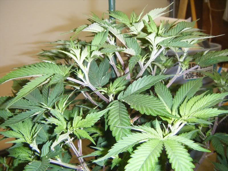 DSCF8170.jpg