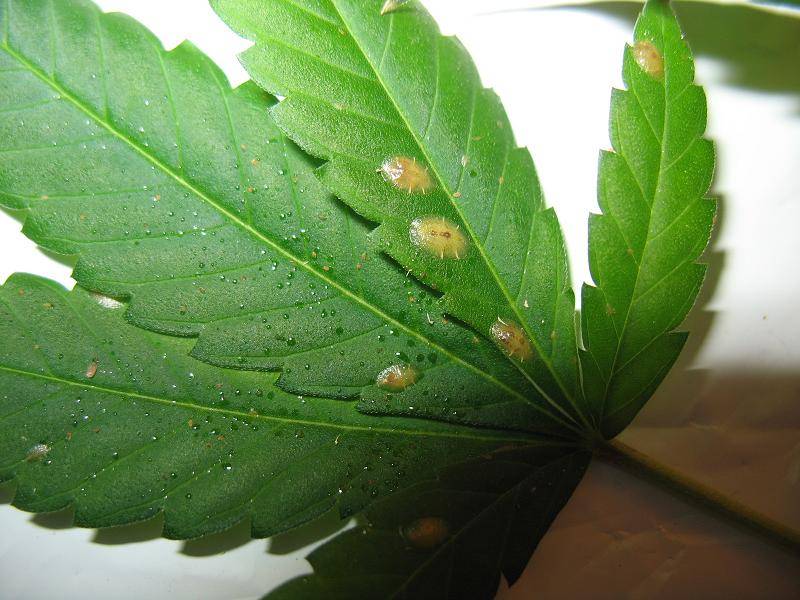 meddevscale-insects-31.JPG
