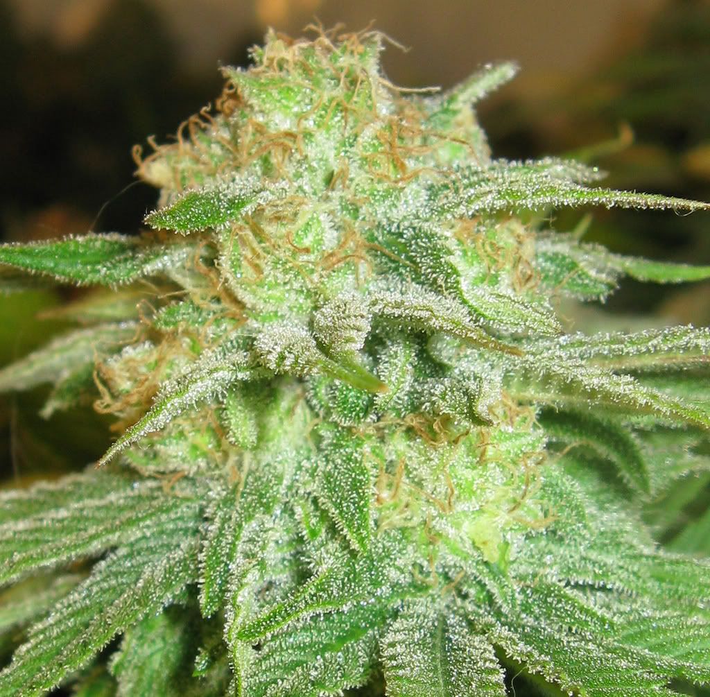 Budshot-1.jpg