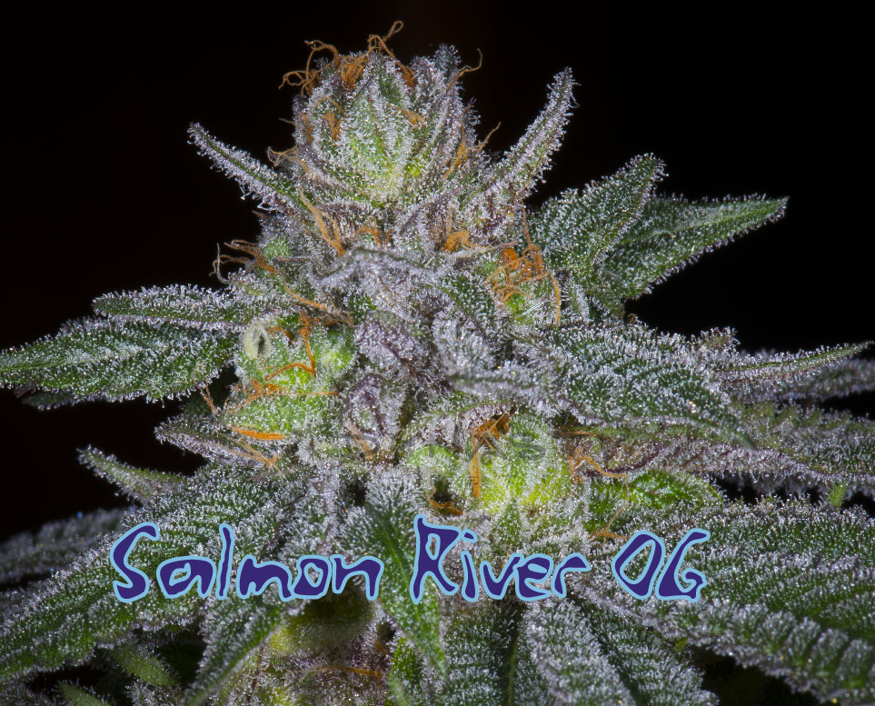SAlmon-RIver-OG2a-1-of-1-01.jpg