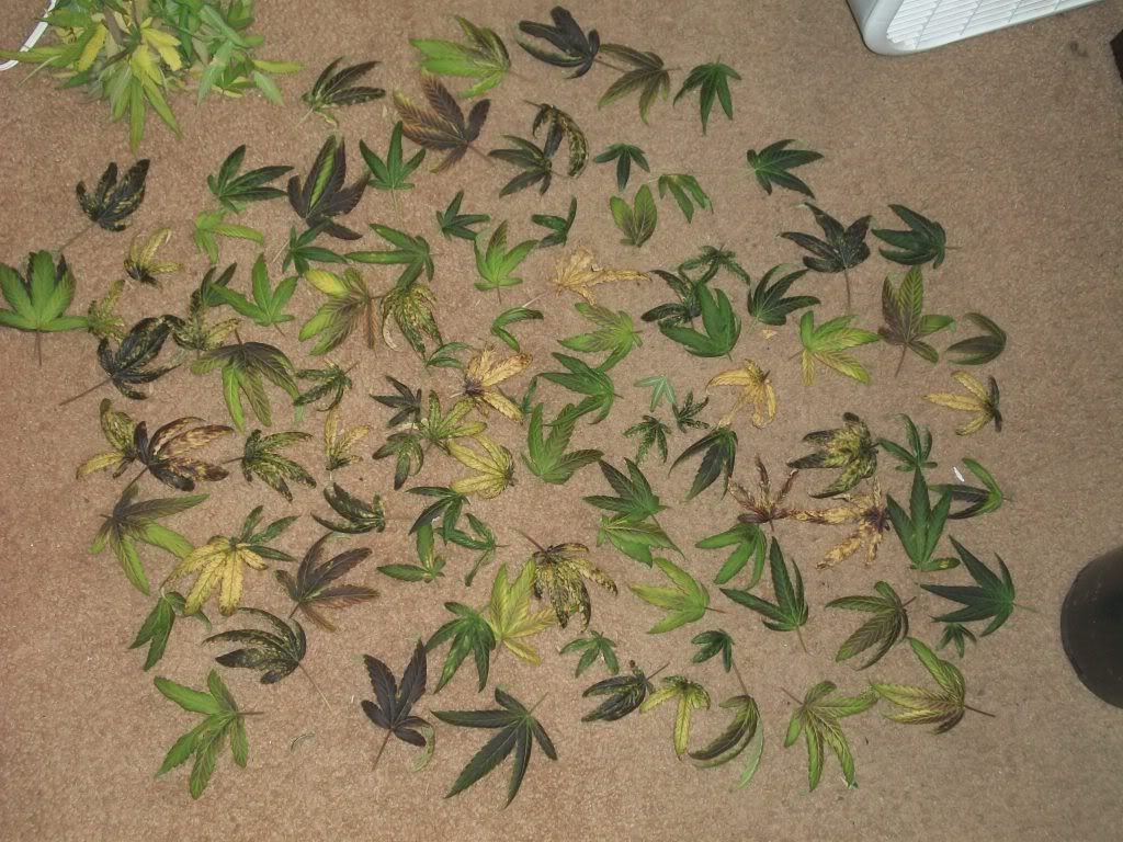 11-21-11037.jpg
