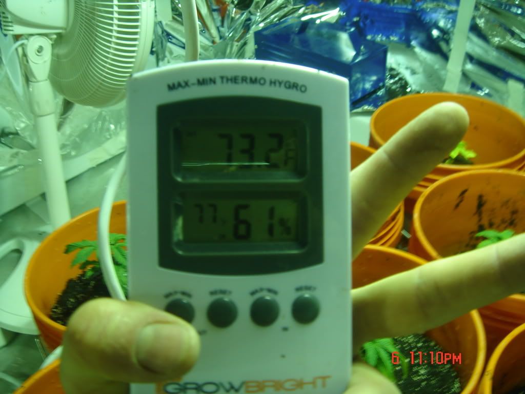 Weedsecondpictureseriese040.jpg