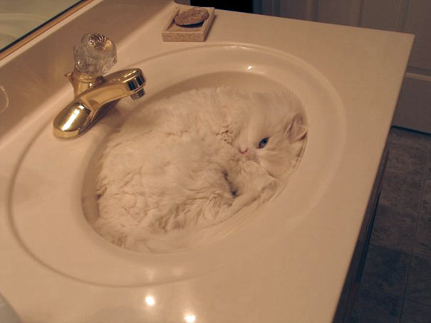 funny-sleeping-cats-9.jpg