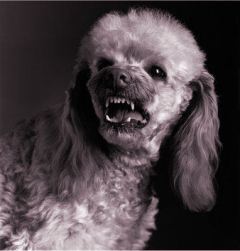 growl-poodle.jpg