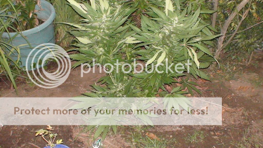DSC00596.jpg