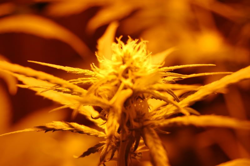 day20flower001.jpg