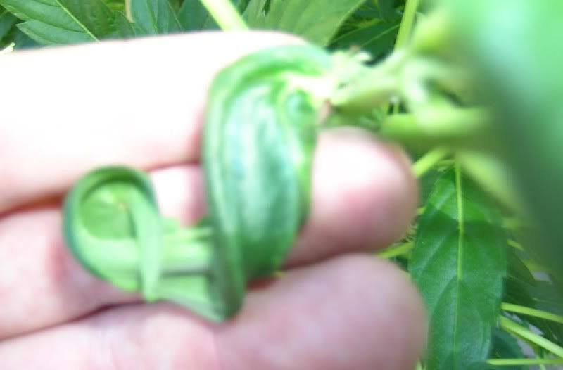 pic6.jpg