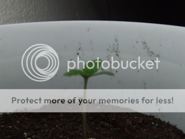 DSCF1607.jpg