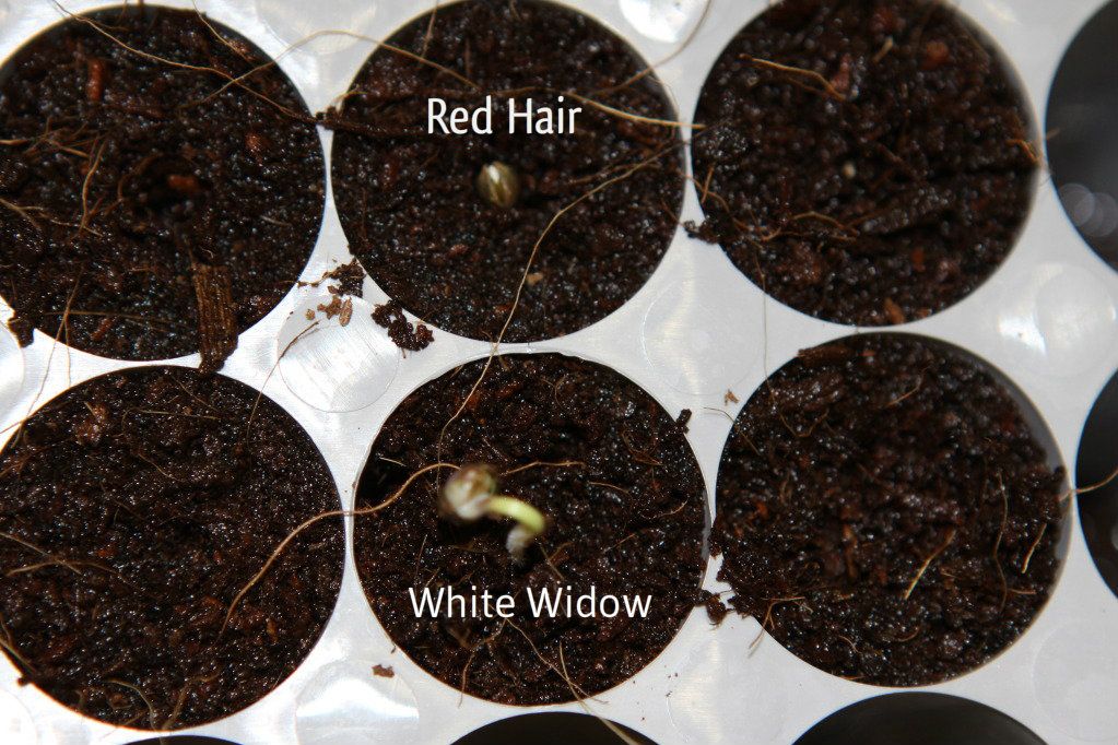 grow8-29-12.jpg