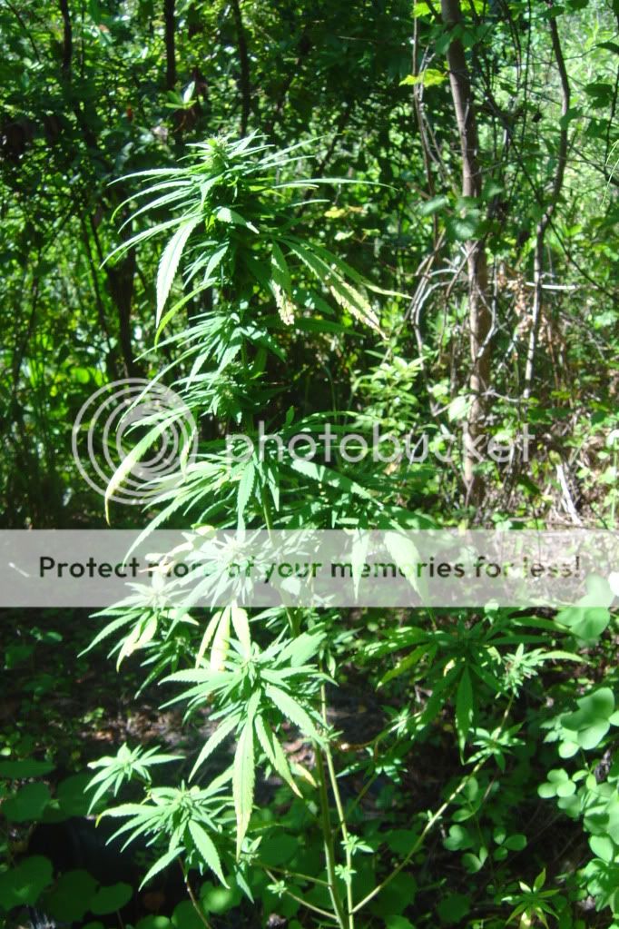 herbal4003.jpg