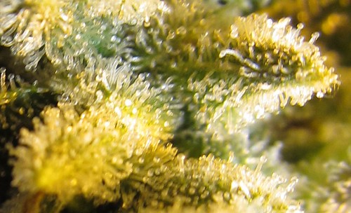 7030567075_2c459a8d8c.jpg