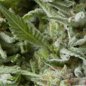 www.zamnesia.com
