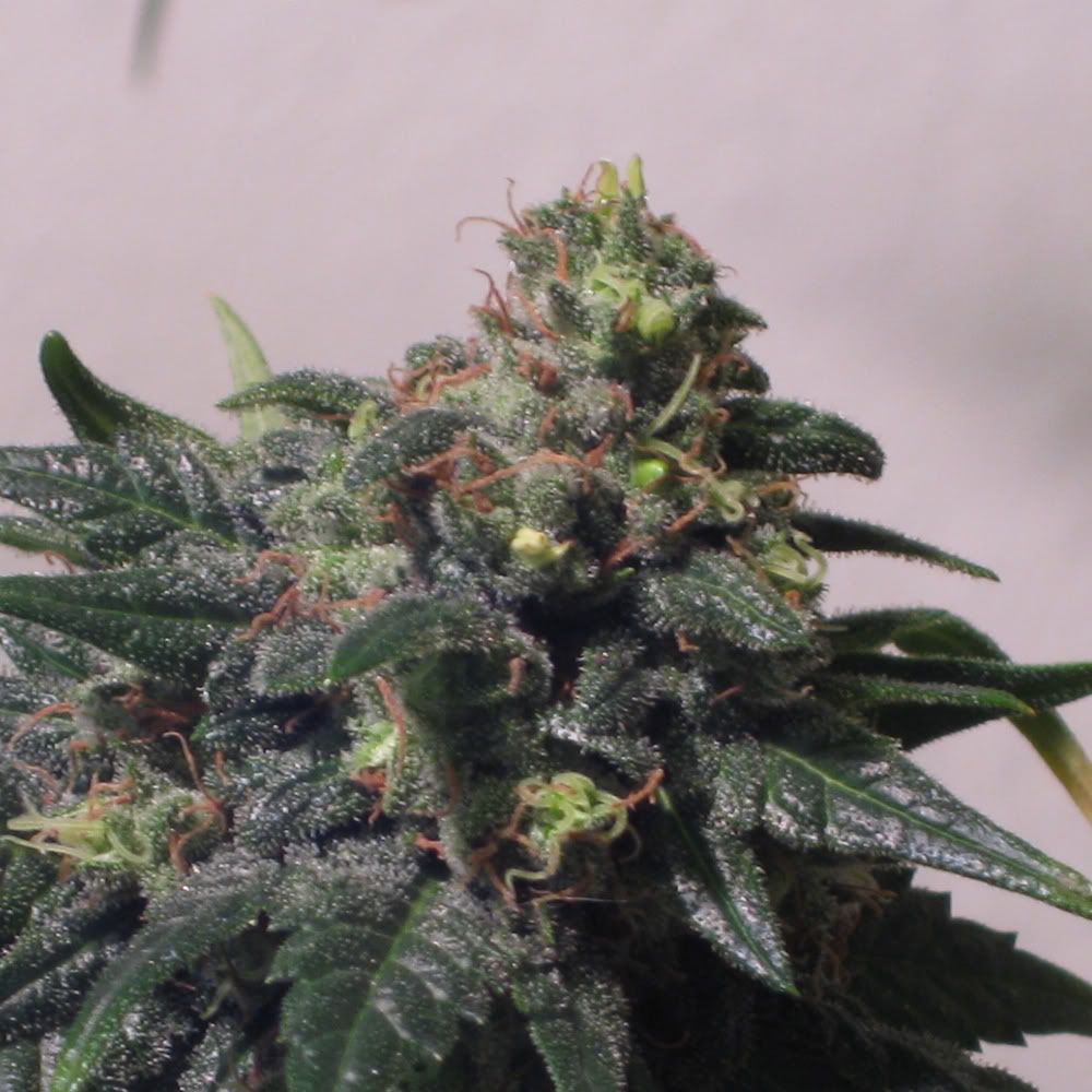 mrnice1smallnug.jpg