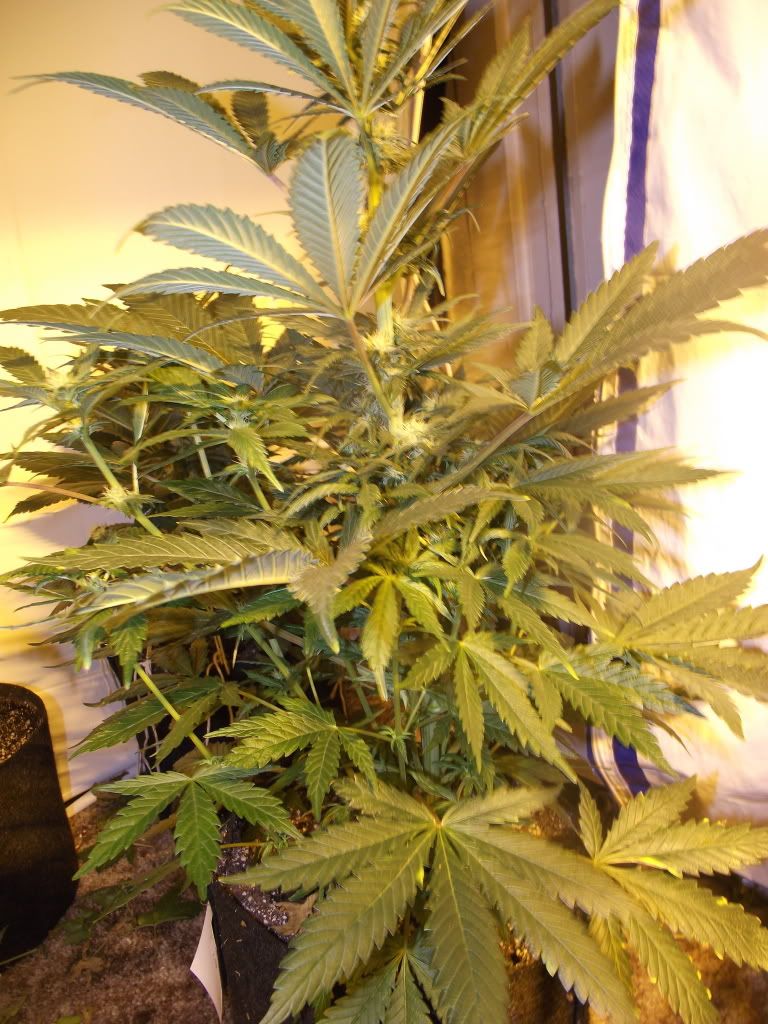 DSCF2508.jpg