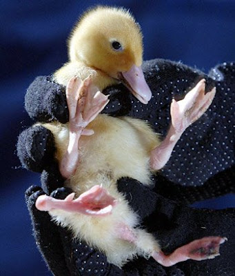 deformed+duck.bmp