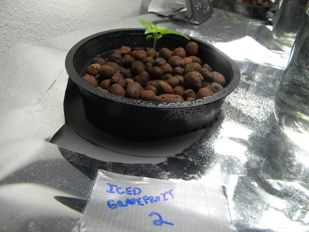 DSCN0868.jpg