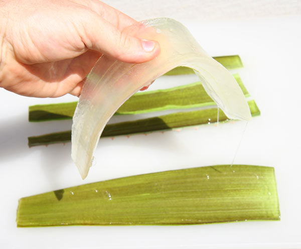 Aloe_Fillet6_600.jpg