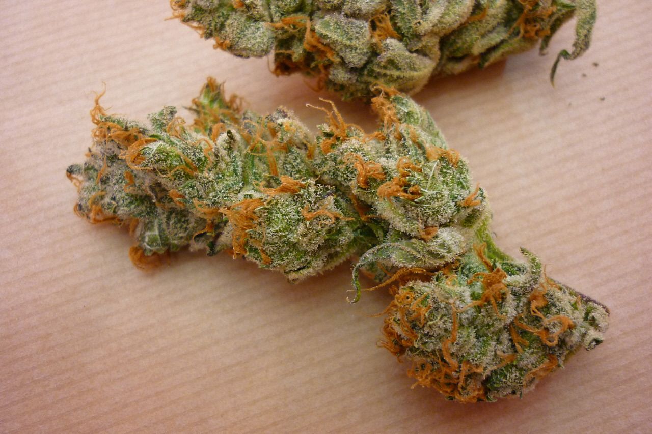 orangebud11.jpg
