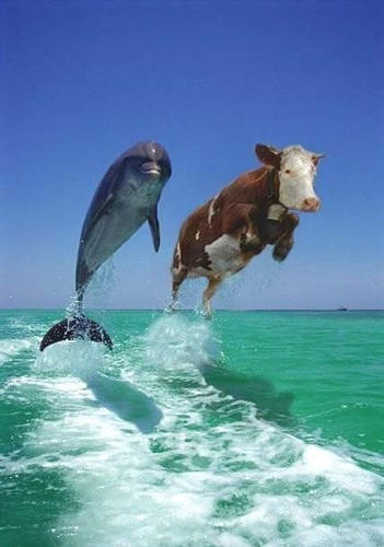dolphins.jpg